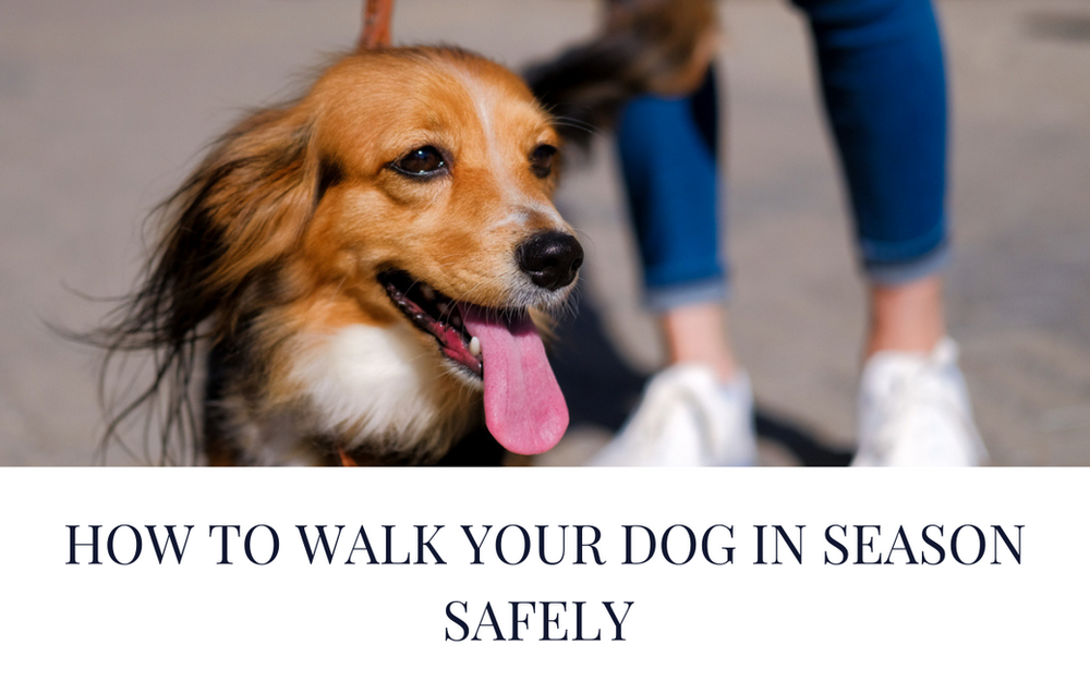 How Do I Know If My Dog Is In Season