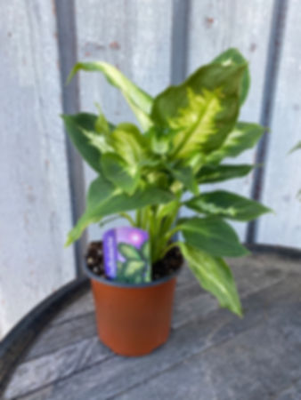 Indoor Plants 4"