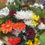 Thumbnail: Mixed Flowers