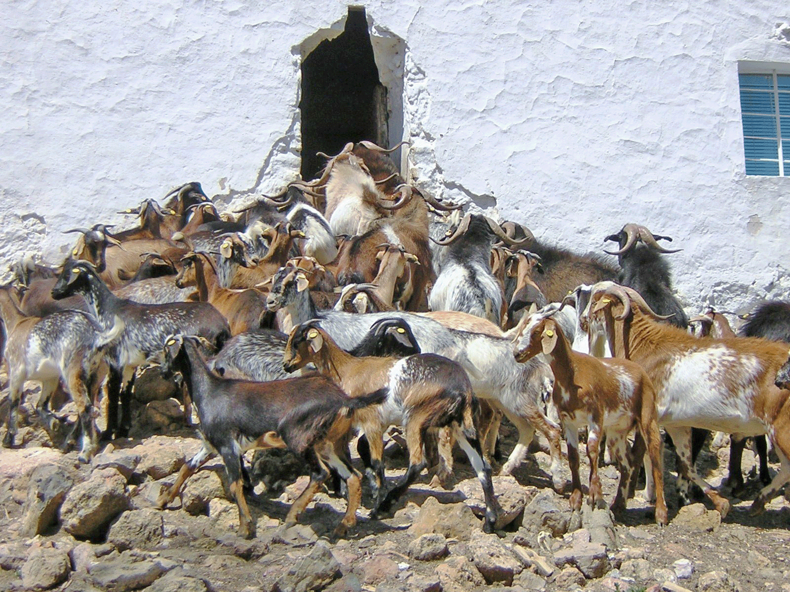 La Asociación de Criadores de raza caprina Payoya recibe la Mención de Honor del Ayto. de Grazalema
