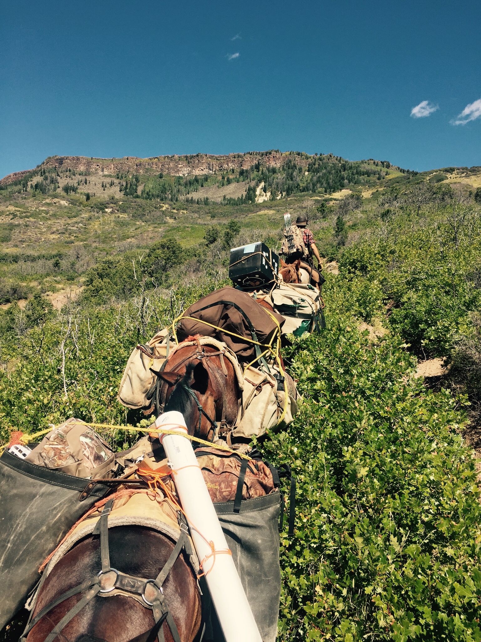 Colorado backcountry elk hunting Mesa Outfitters United States