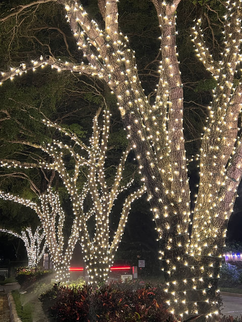 Boca Raton Tree Light Wrapping Service