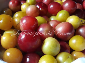 🌿 Prunes sauvages & prunier myrobolan : un arbre discret, un trésor de début d’été