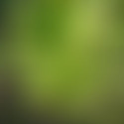 🌿 Plantain lancéolé (Plantago lanceolata)