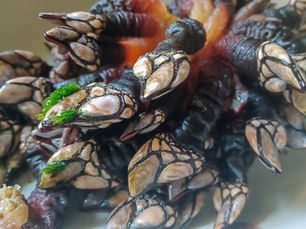 Zoom sur ... Le pouce-pied