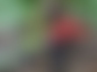 Zoom sur ... la mûre