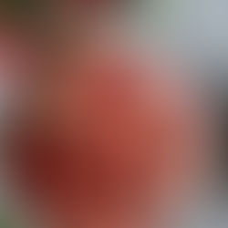 Salade de fruits fraîcheur à la pêche, menthe sauvage et pastèque 🍑