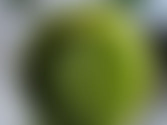 🌿 Tartinade sauvage de plantain lancéolé et lierre terrestre