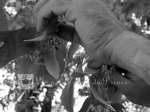 🌼 Le parfum de juin : quand le tilleul appelle