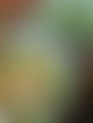 🐚 Salade gourmande aux noix de Saint-Jacques, avocat et pomme : un délice automnal