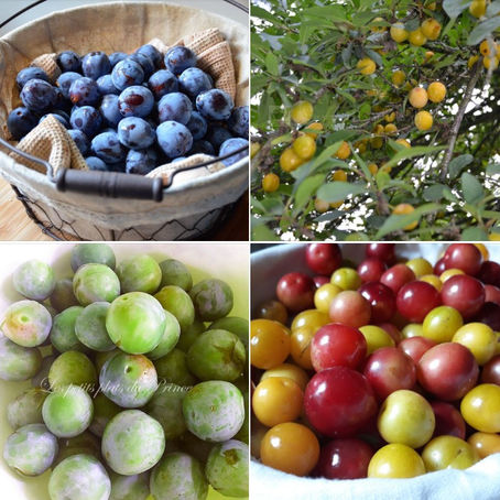 🟣 Zoom sur… la prune !