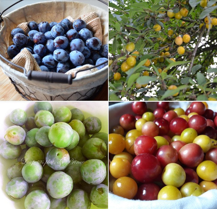 🟣 Zoom sur… la prune !