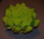 chou romanesco