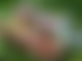 Salade Jar : ratatouille et œuf mollet en bocal