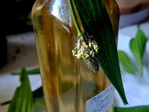 🌿 Sirop de plantain lancéolé