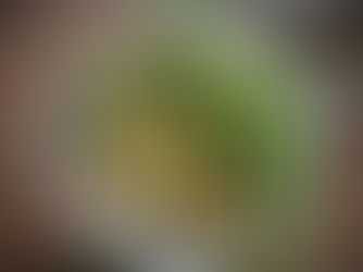 Câpres de boutons floraux de Pâquerettes