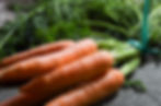 Botte de carottes