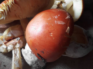 🍄 Tout savoir sur l’oronge (Amanite des Césars), le trésor discret des sous‑bois du Sud‑Ouest