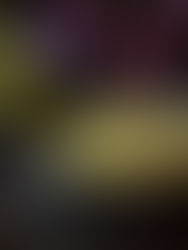 🍇 Petits gratins d'automne au raisin blanc et sucre à la lavande