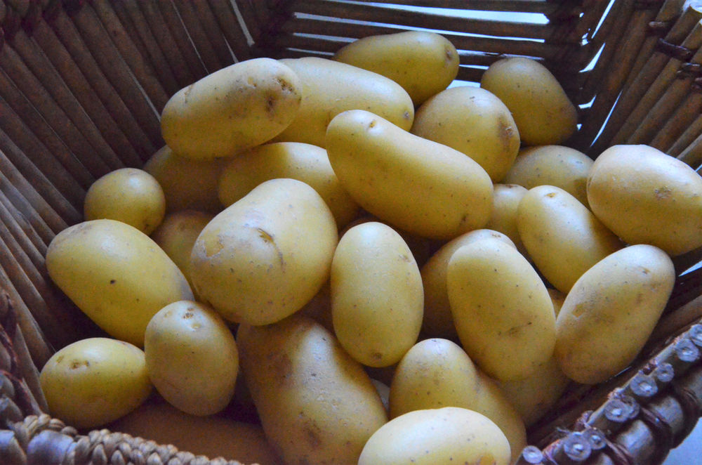 Conserves de pommes de terre grenailles