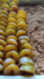 tarte aux mirabelles in progress