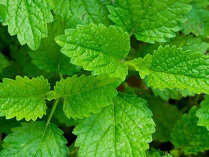 🌿 Mélisse citronnelle (Melissa officinalis)