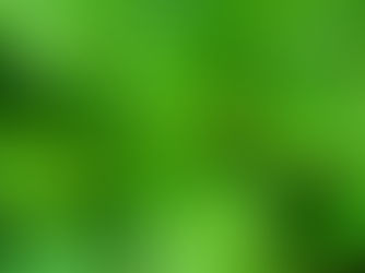 🌿  Mélisse citronnelle (Melissa officinalis)