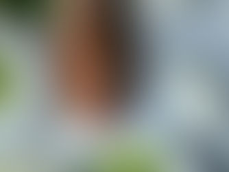 🌿 Papillote de rouget grondin aux légumes de printemps