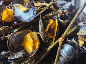🦪 Moules de bouchot rôties au four au fenouil sauvage : une recette iodée et parfumée