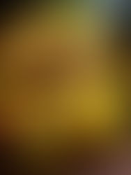 Osso buco aux olives et pommes de terre : un plat mijoté aux accents du Sud