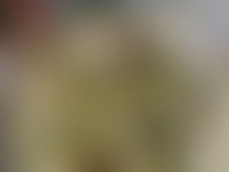 🐚 Amandes farcies au beurre d’ail des vignes : une entrée iodée et sauvage