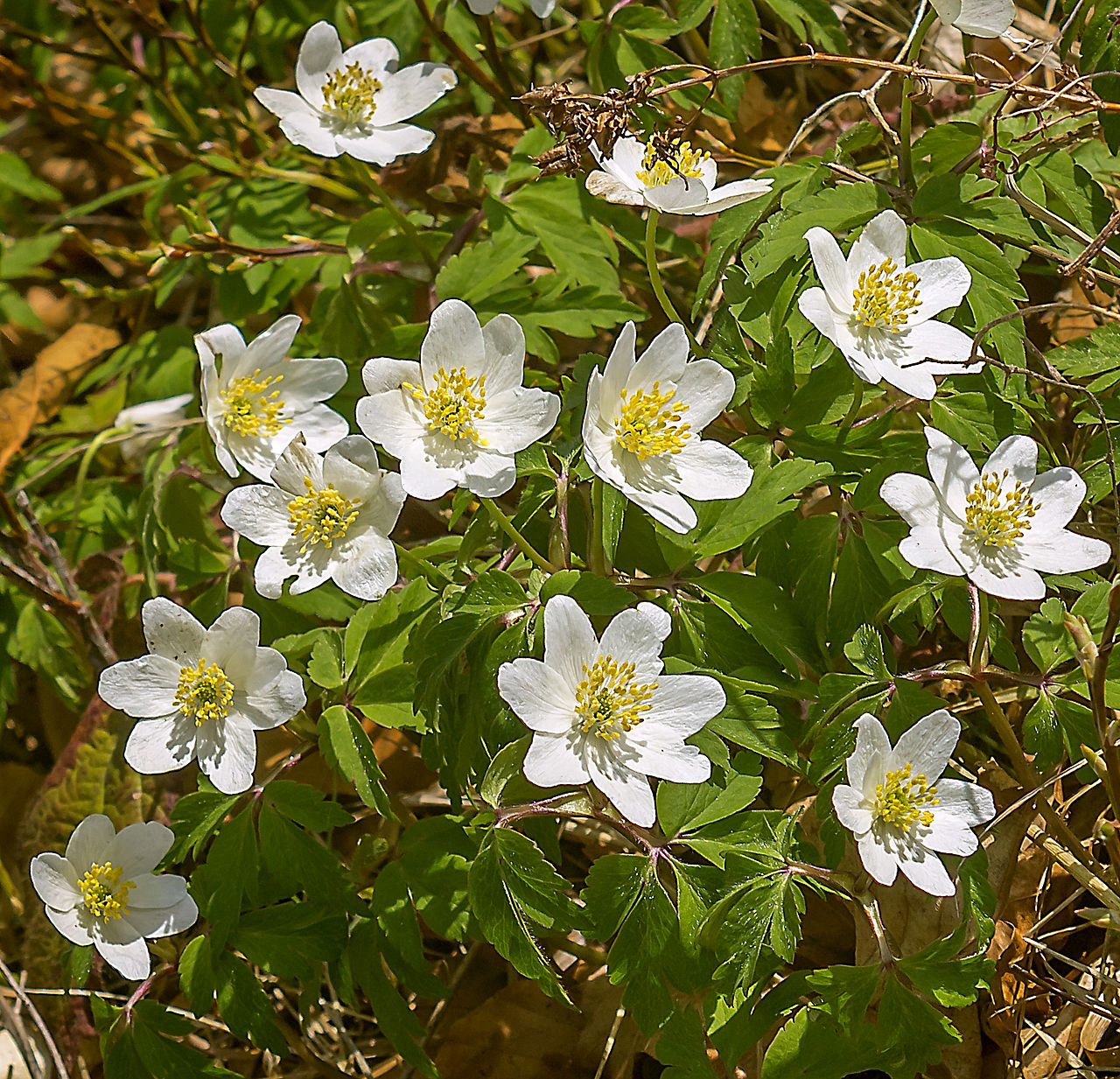 Ветреница дубравная (Anemone nemorosa)