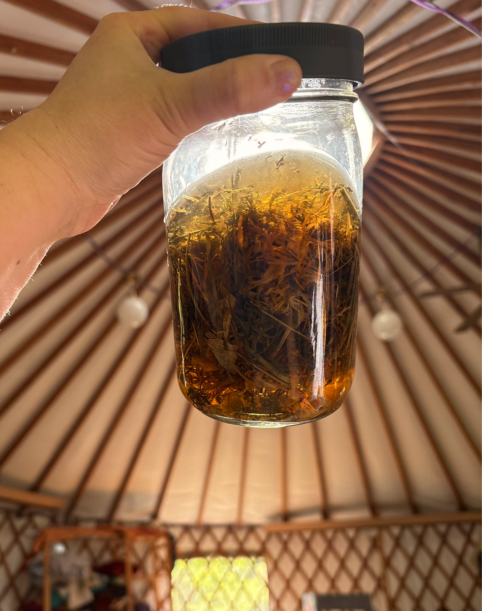 Jar of dried California Poppy in hot water held up to the open skylight in a yurt.