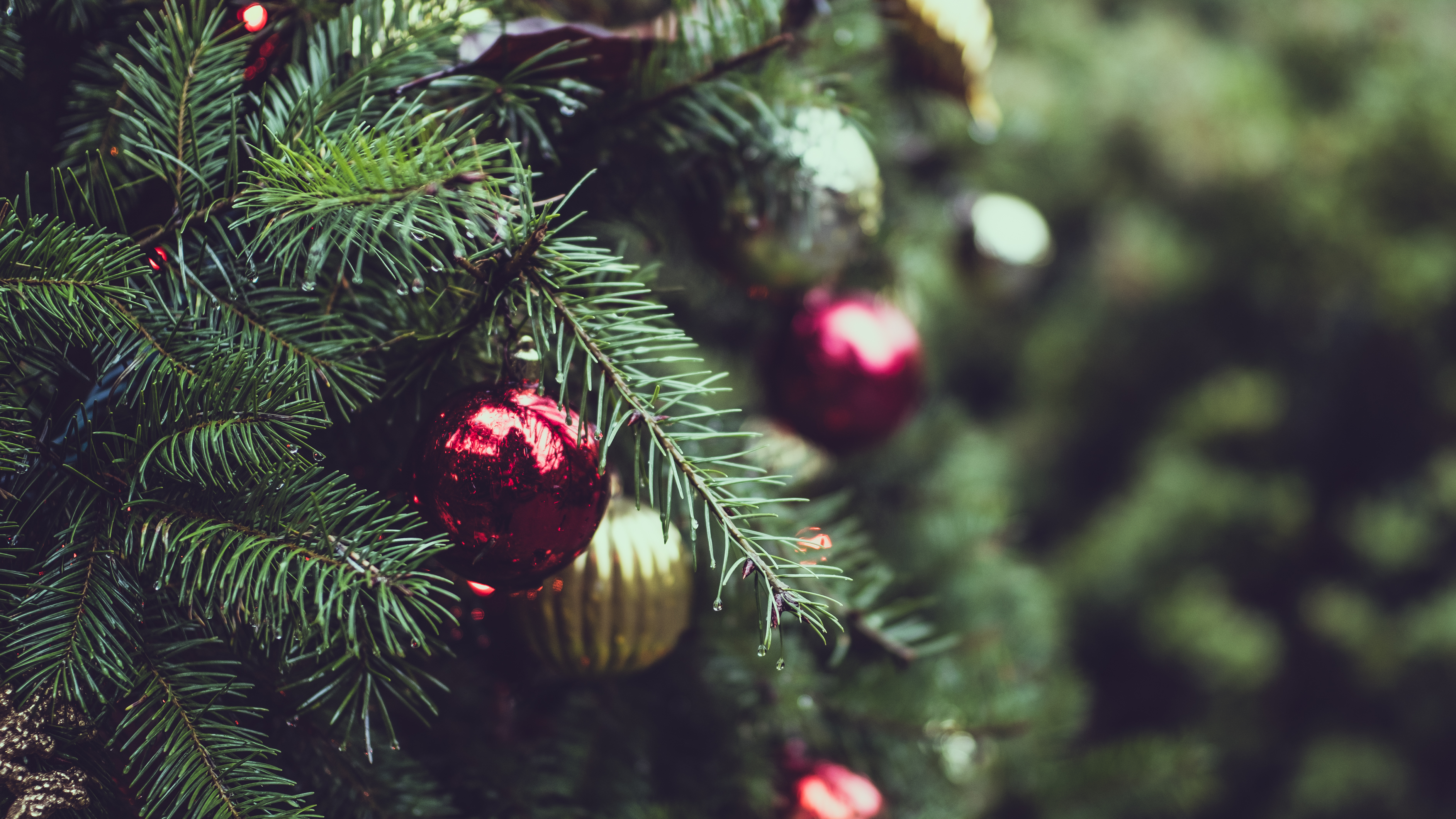 Christmas Pine Tree