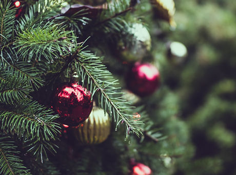 Christmas Pine Tree