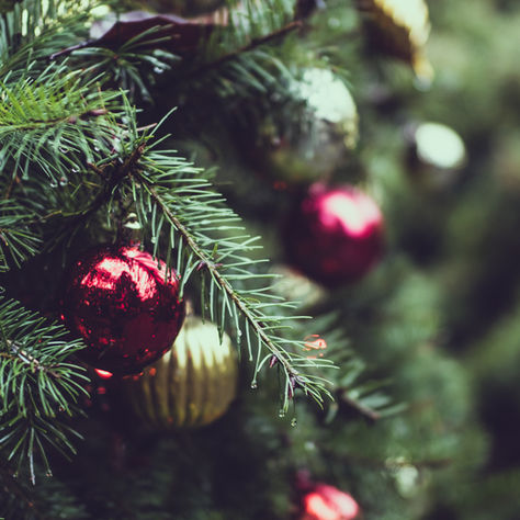 Christmas is a Season to Fall in Love