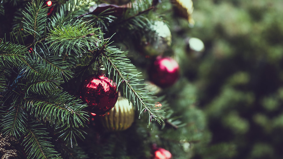 Christmas Pine Tree