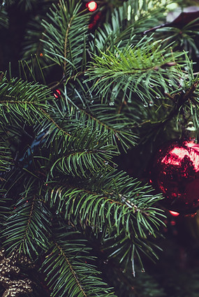 Christmas Pine Tree