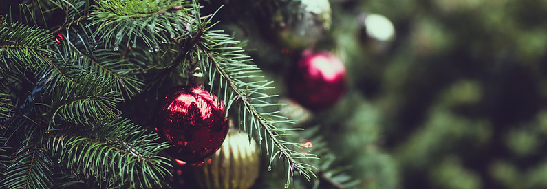Christmas Pine Tree