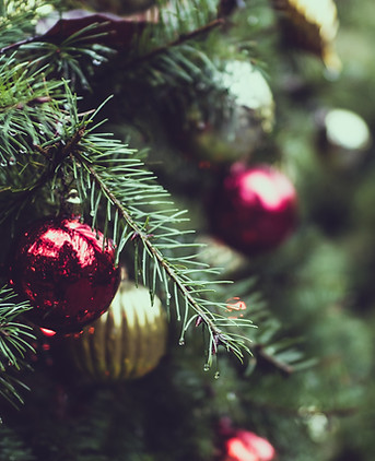 Christmas Pine Tree