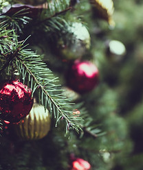 Christmas Pine Tree