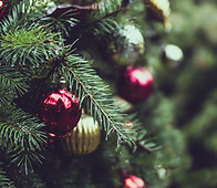 Christmas Pine Tree