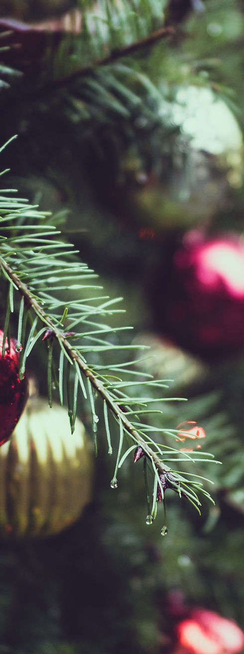 Christmas Pine Tree