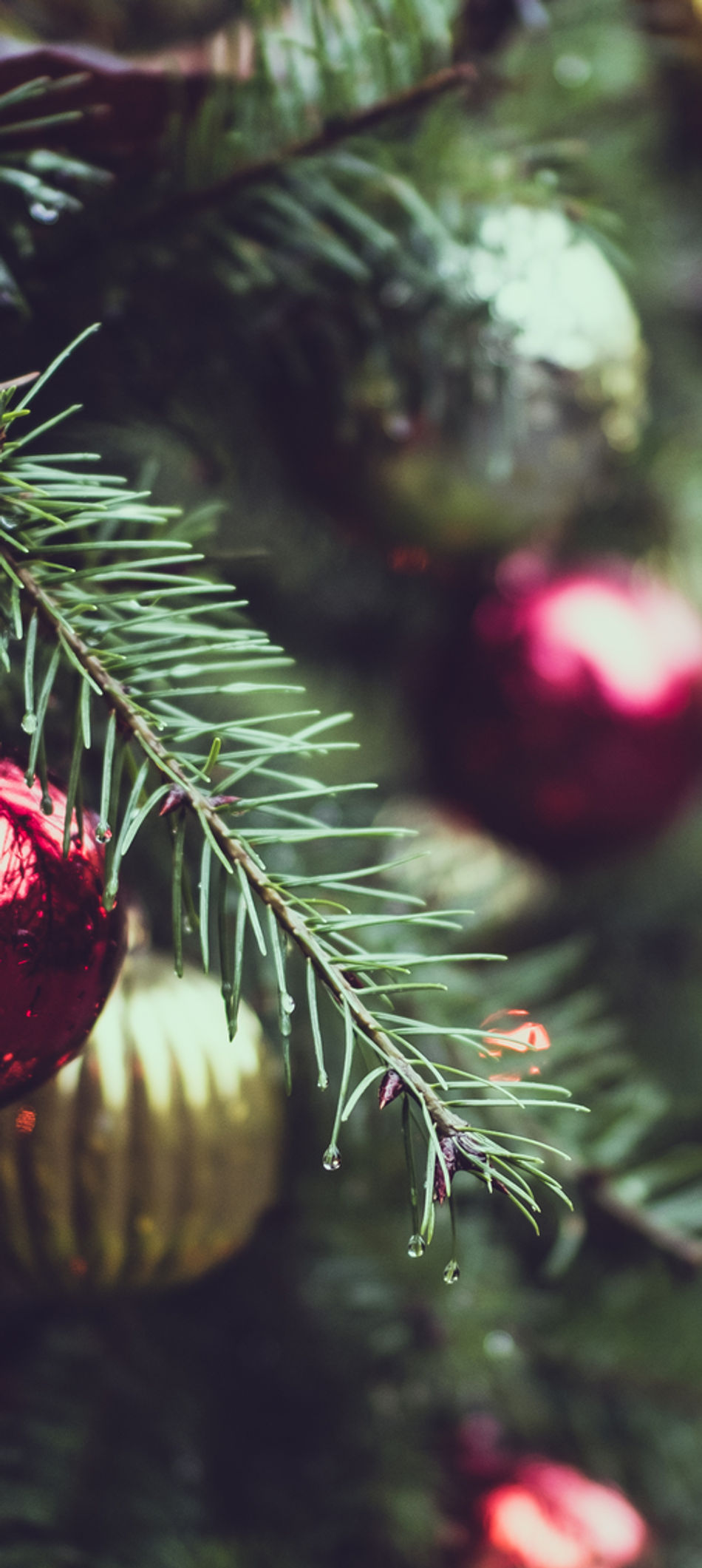 Christmas Pine Tree