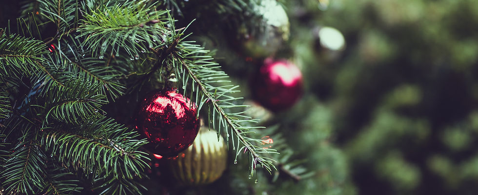 Christmas Pine Tree