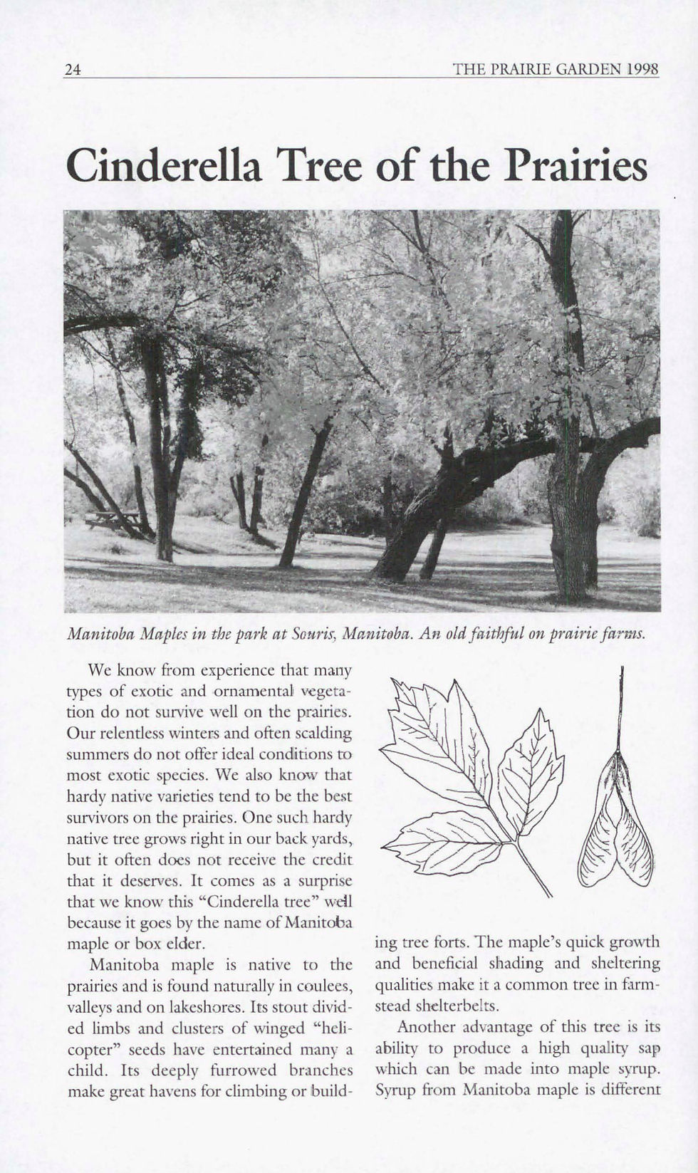 Thumbnail: 1998: Prairie Trees