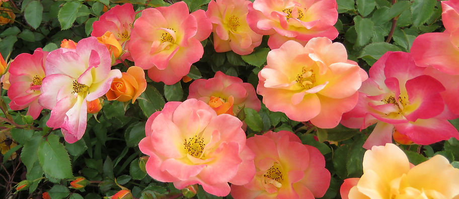 Quartet rose flowers (2)_edited.jpg