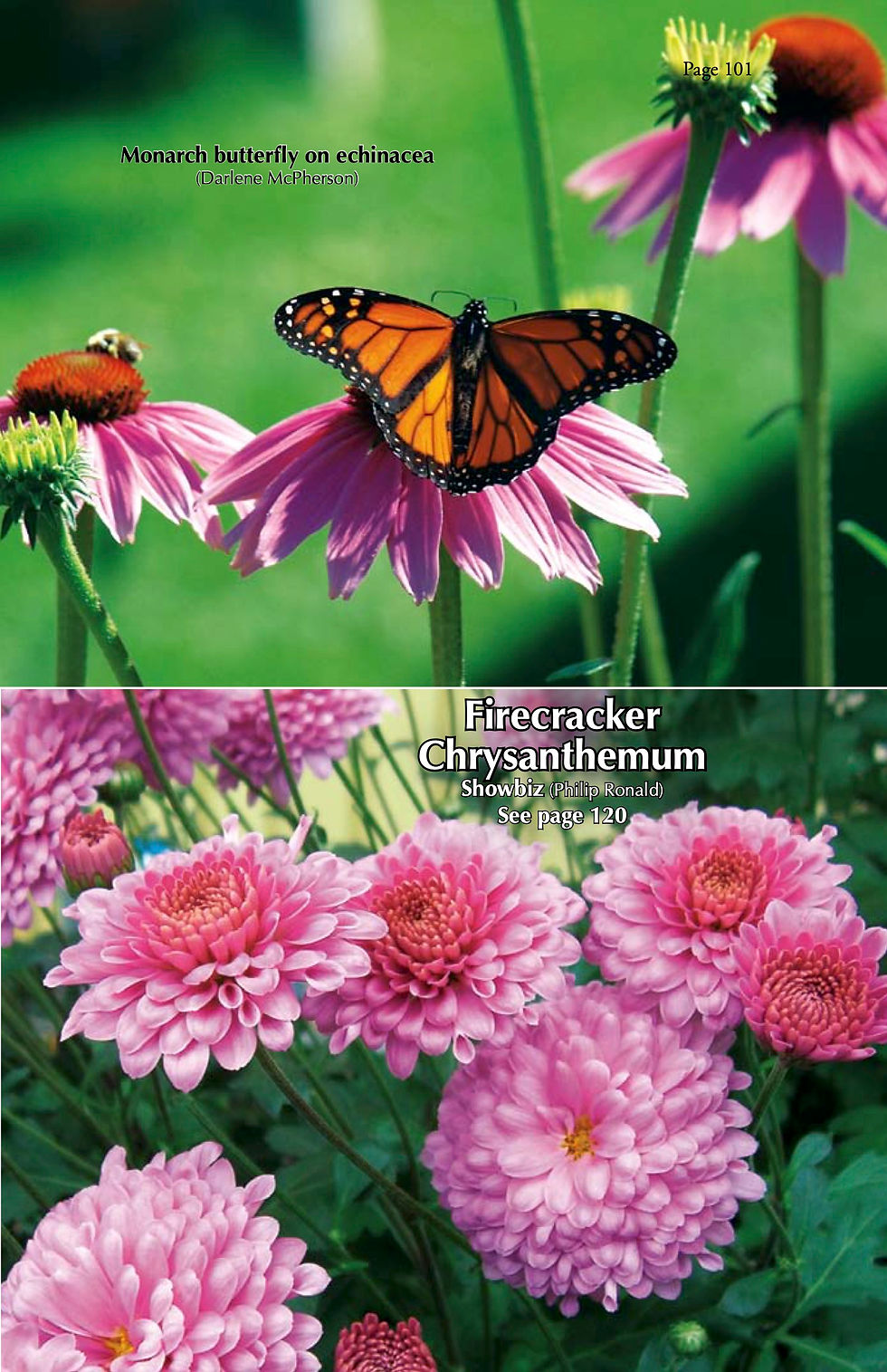 Thumbnail: 2011: Healthy Gardening