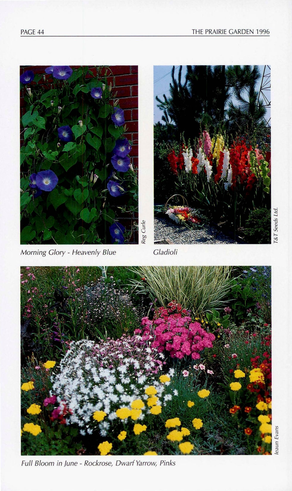 Thumbnail: 1996: New Themes in Prairie Landscapes