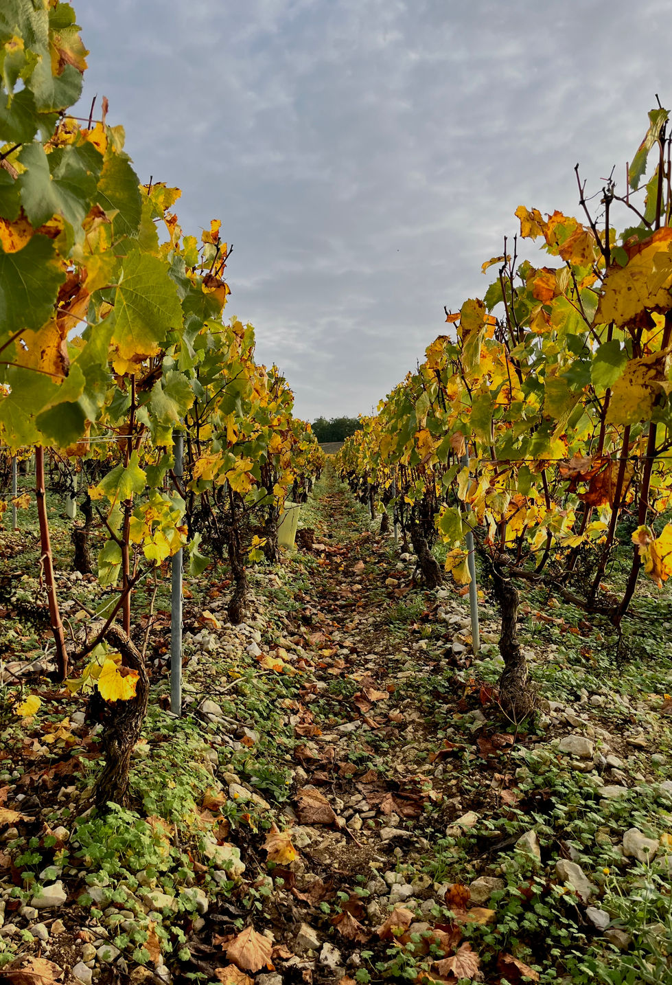 DPF Treille de vigne automne